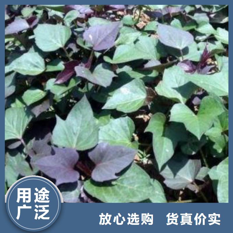 紫薯苗胡萝卜丁厂家生产安装