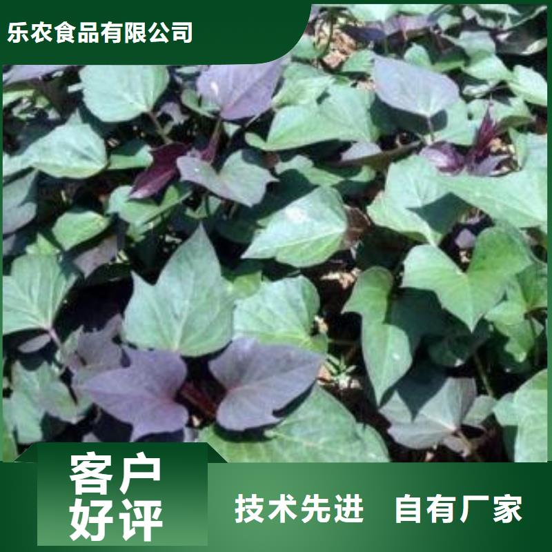 紫薯苗子批发