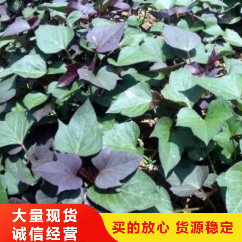 紫薯苗子批发