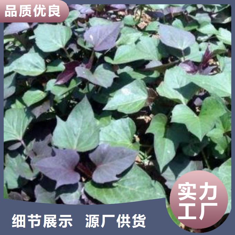 紫薯苗(济黑2号)源头厂家