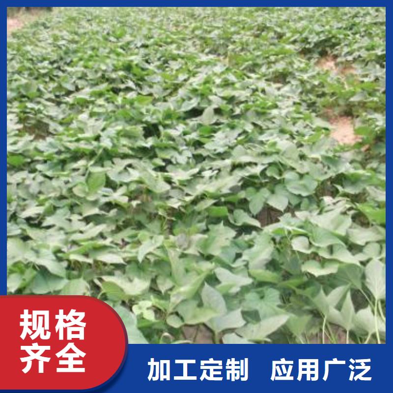 紫薯苗(济黑2号)多少钱一棵
