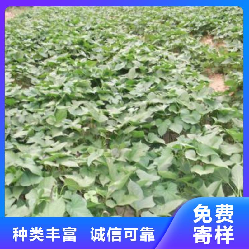紫薯苗(春薯苗)预定中