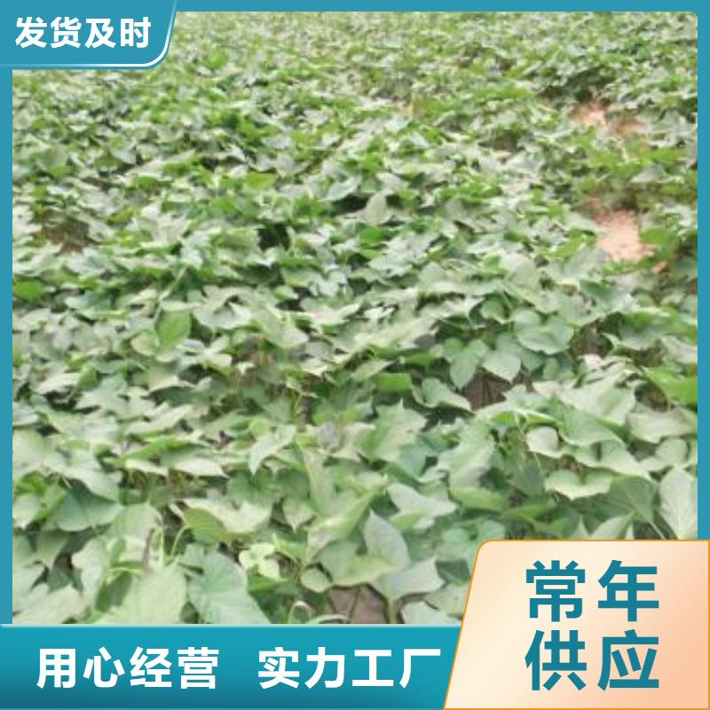 紫薯苗(济黑2号)源头厂家