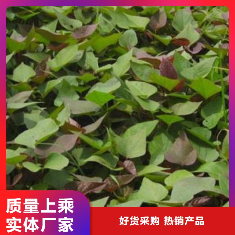 紫甘薯苗种植基地
