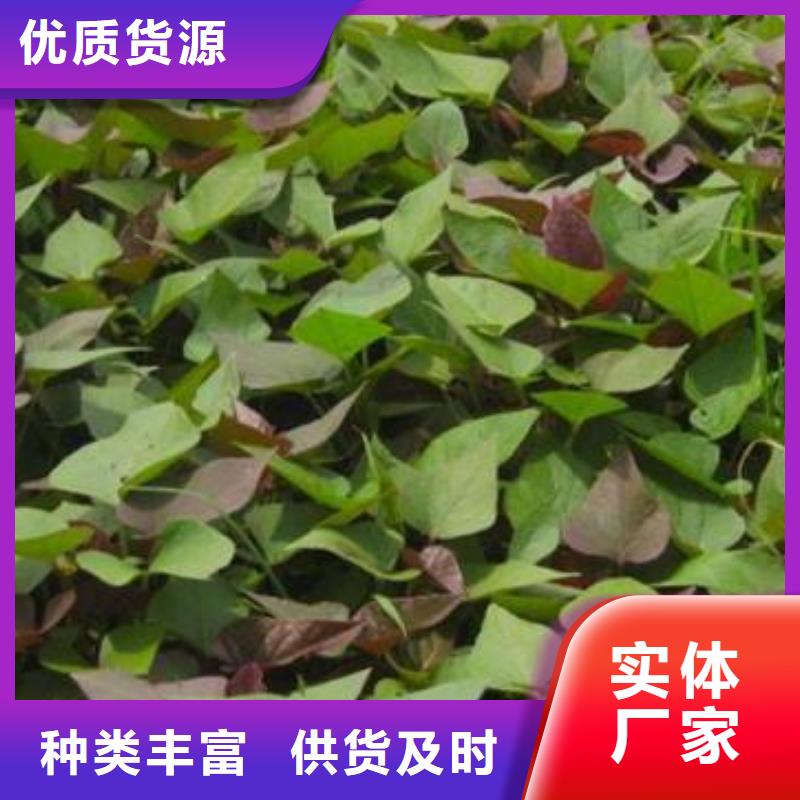 紫薯苗(济黑2号)源头厂家