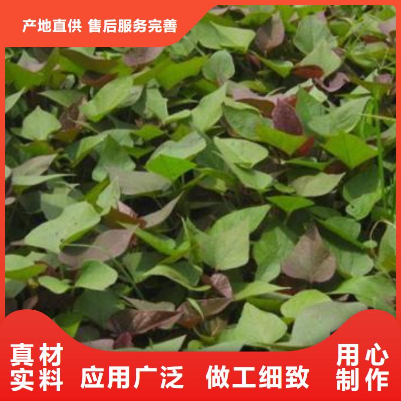 紫薯苗胡萝卜丁厂家生产安装