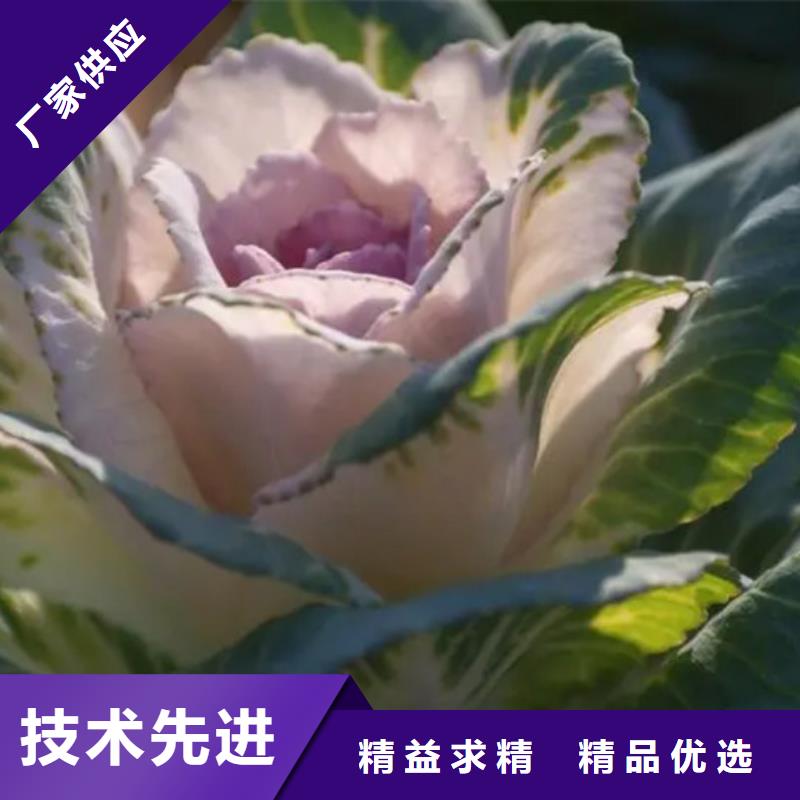 羽衣甘蓝粉冲剂质量广受好评