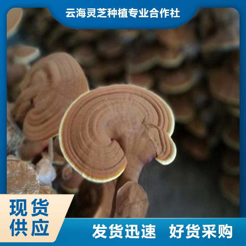 优选：灵芝孢子厂家
