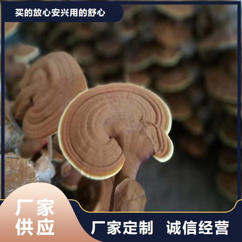 定做袋料灵芝厂家