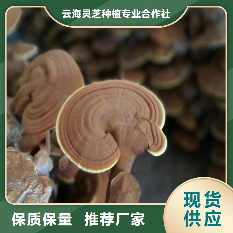 孢子灵芝粉-孢子灵芝粉来电咨询