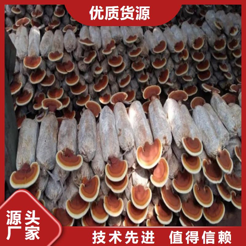 
灵芝超细粉研发厂家