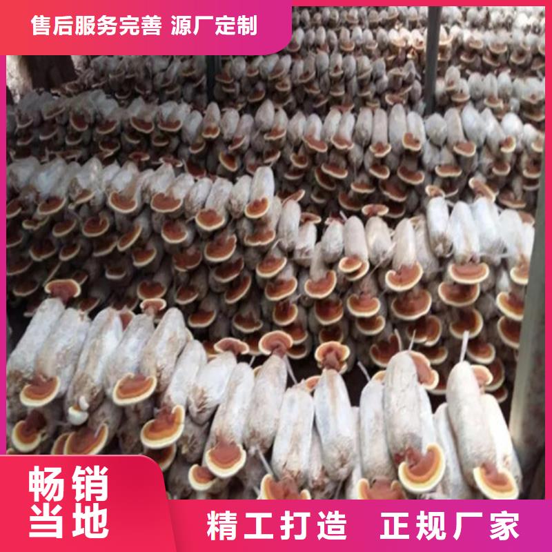 生产灵芝超微粉的厂家