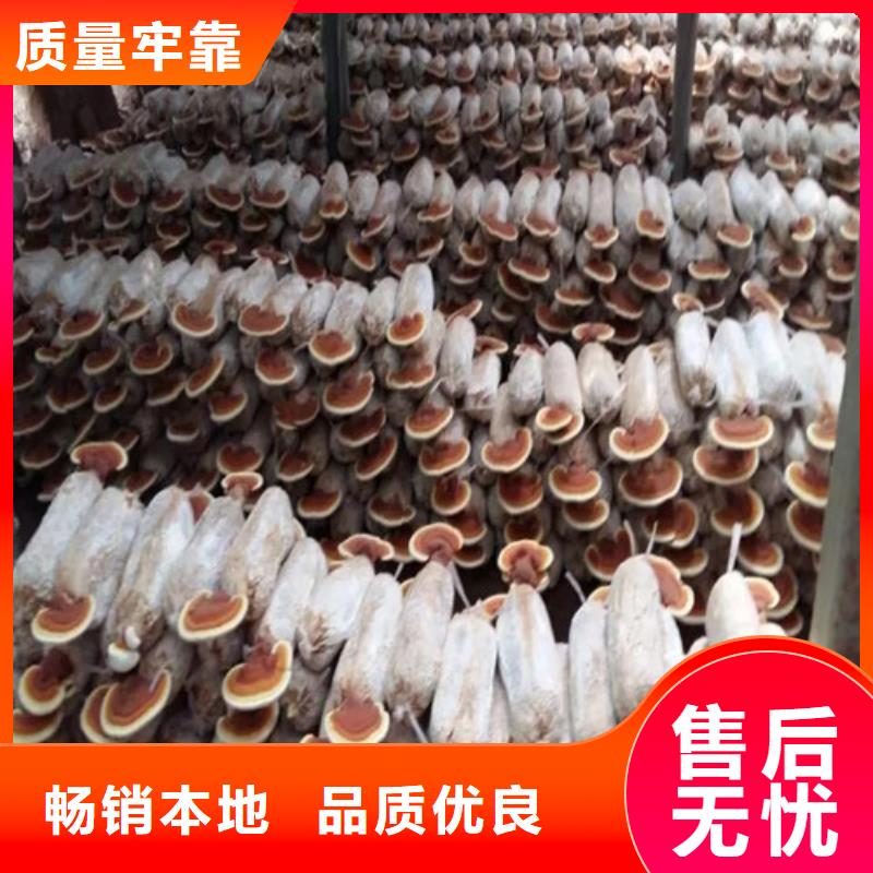 灵芝切片哪家好