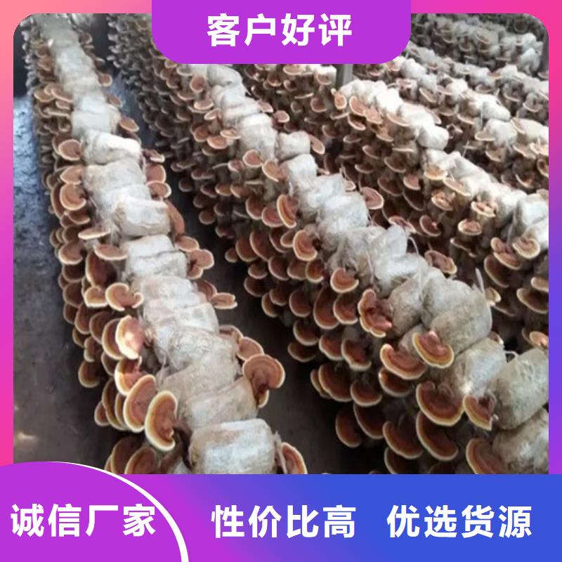 常年供应灵芝-省钱