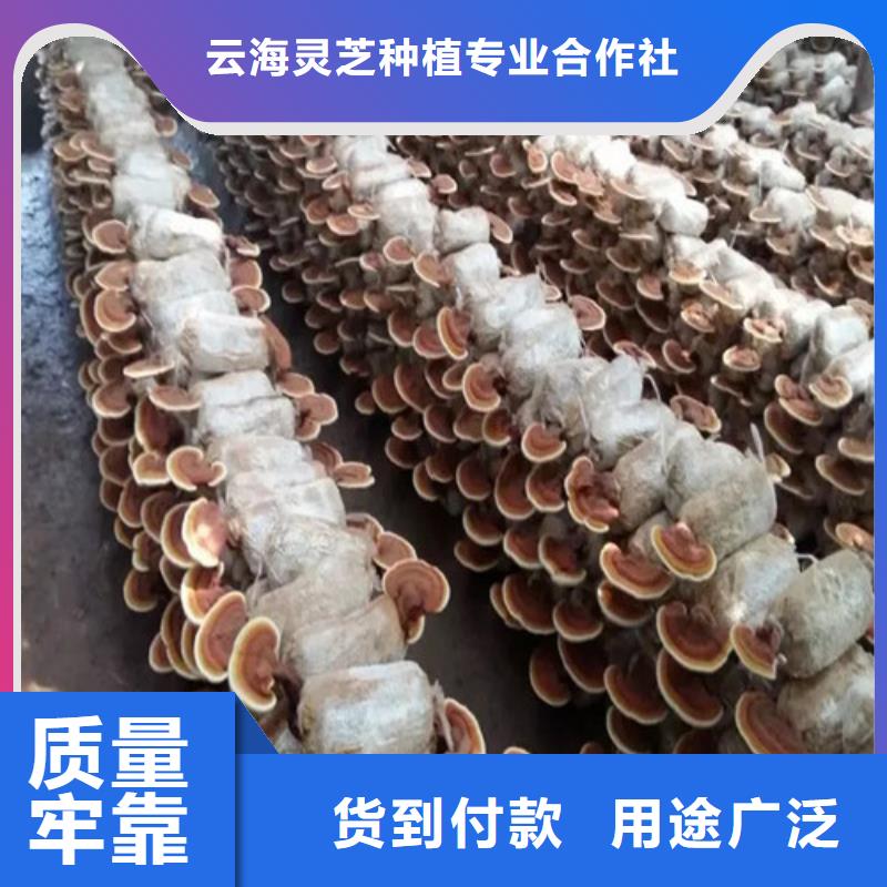 
灵芝孢子粉厂家-认准云海灵芝种植专业合作社