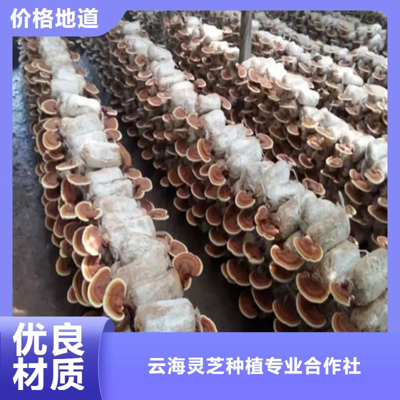 在本地买灵芝超细粉更实惠