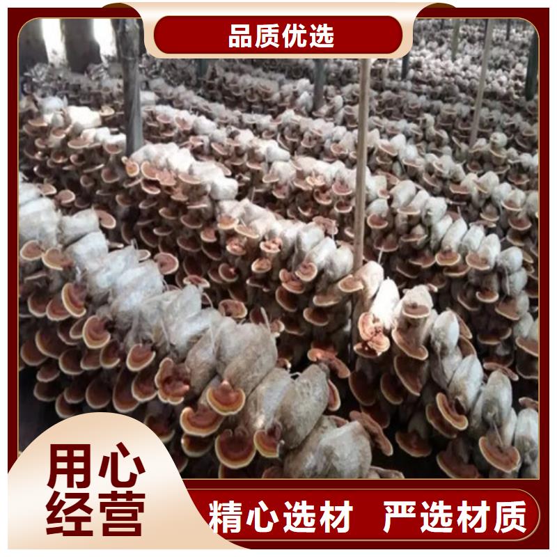 
灵芝粉、
灵芝粉生产厂家-价格合理