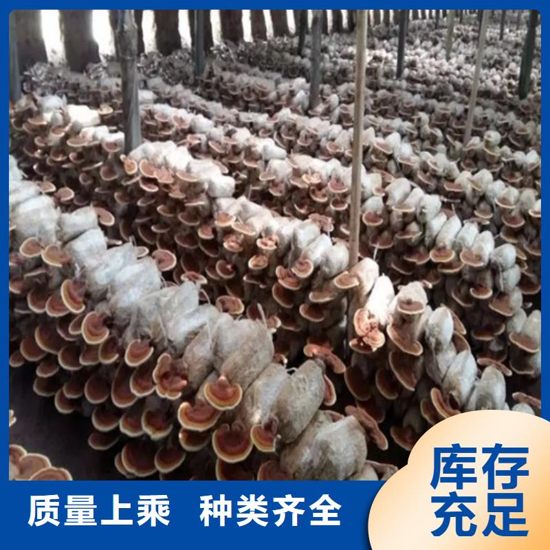 灵芝菌丝
