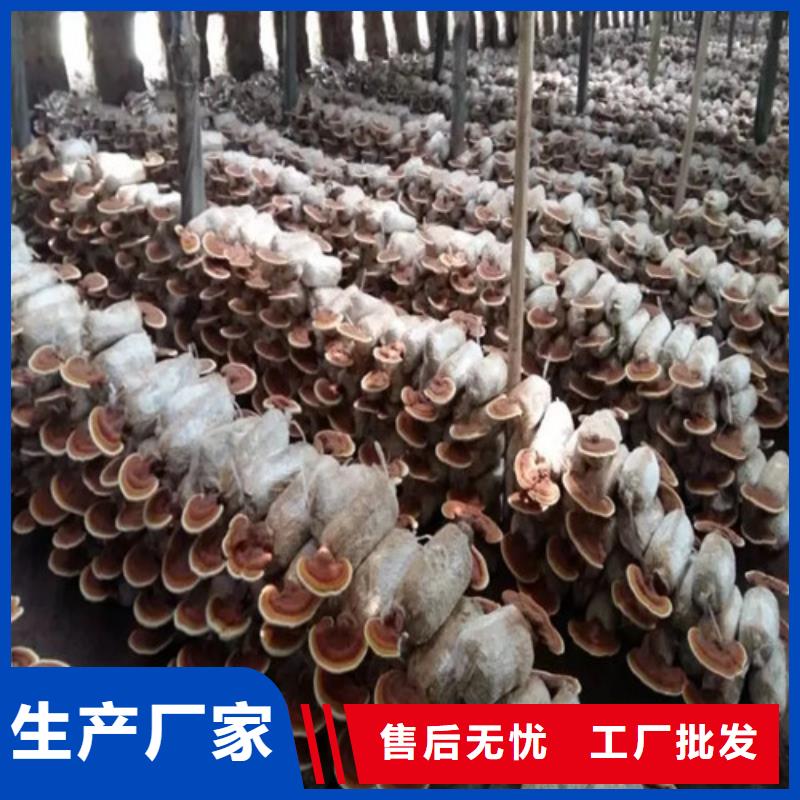 灵芝超微粉、灵芝超微粉厂家直销