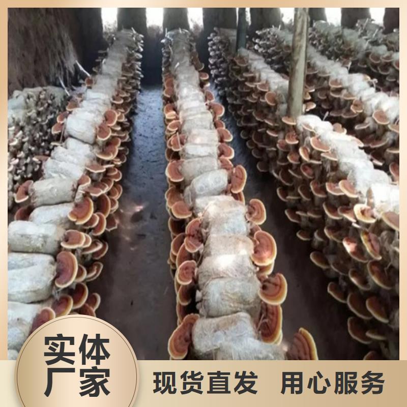 破壁灵芝孢子粉惊喜价格