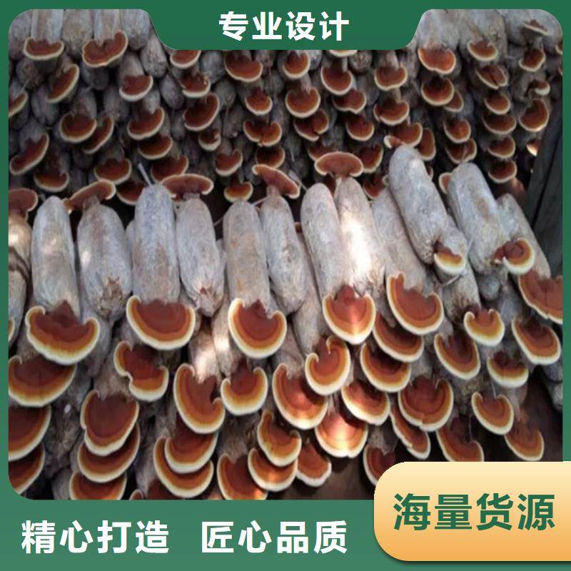 
灵芝超细粉厂家，规格全