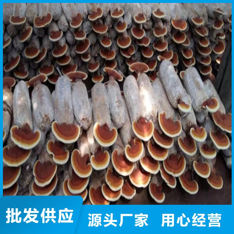 破壁灵芝孢子粉实力厂商