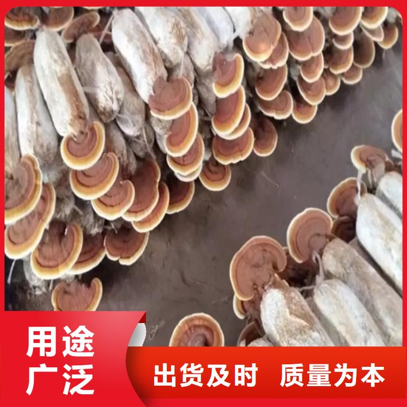 灵芝盆栽厂家好品质