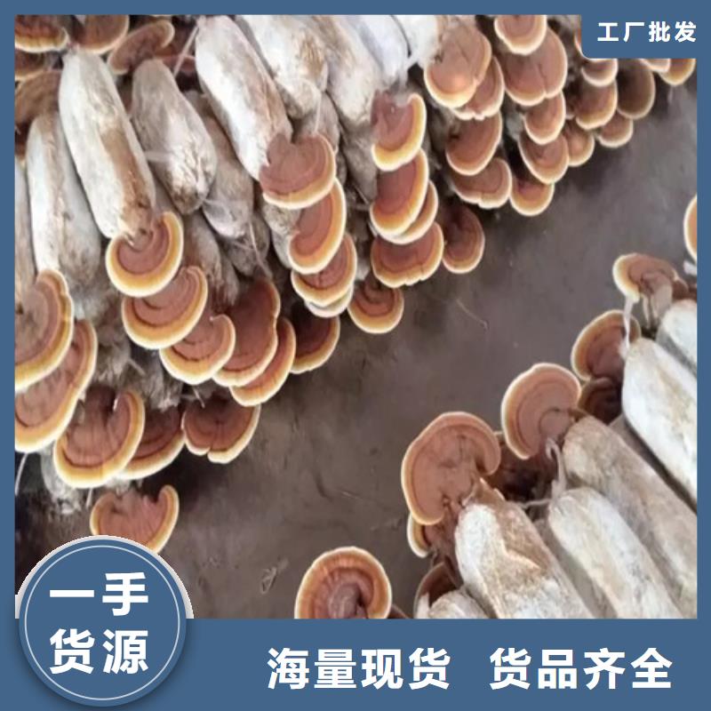 云海灵芝种植专业合作社
灵芝超细粉值得信赖