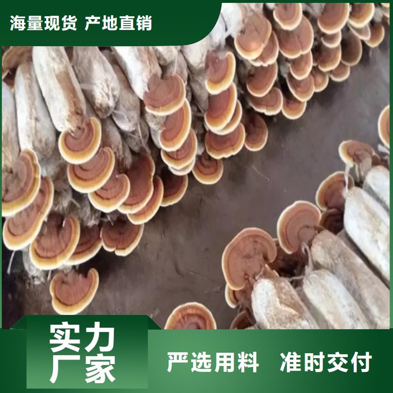 
灵芝孢子粉厂家-认准云海灵芝种植专业合作社