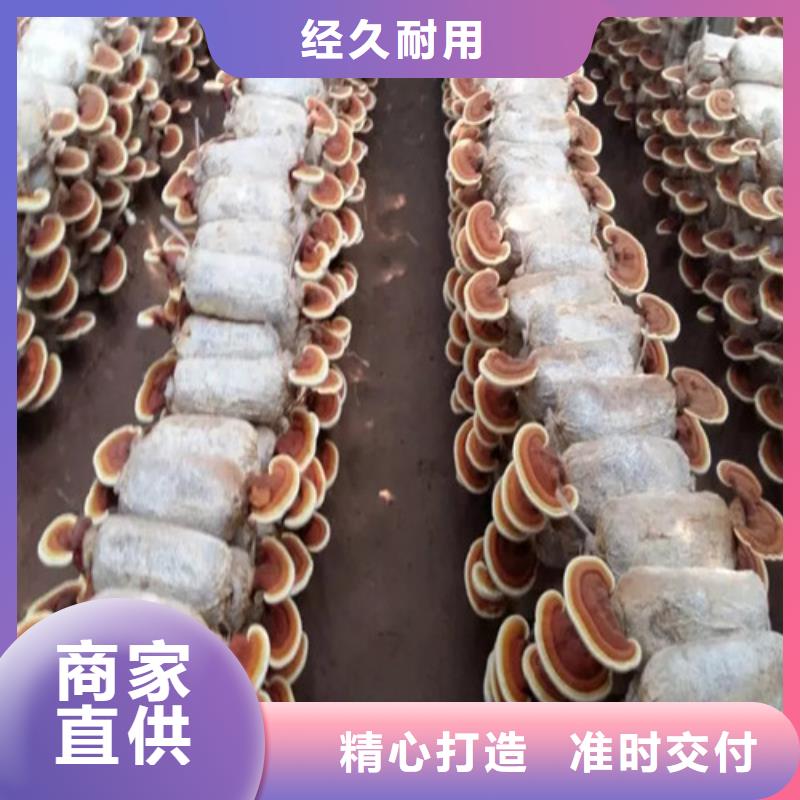 #灵芝超微粉#-全国直销