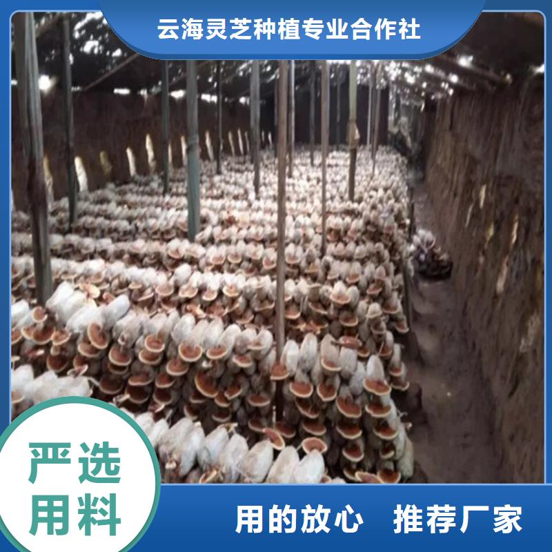 灵芝超细粉工厂直销