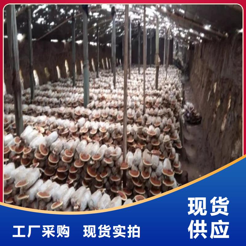 
灵芝粉、
灵芝粉生产厂家-价格合理