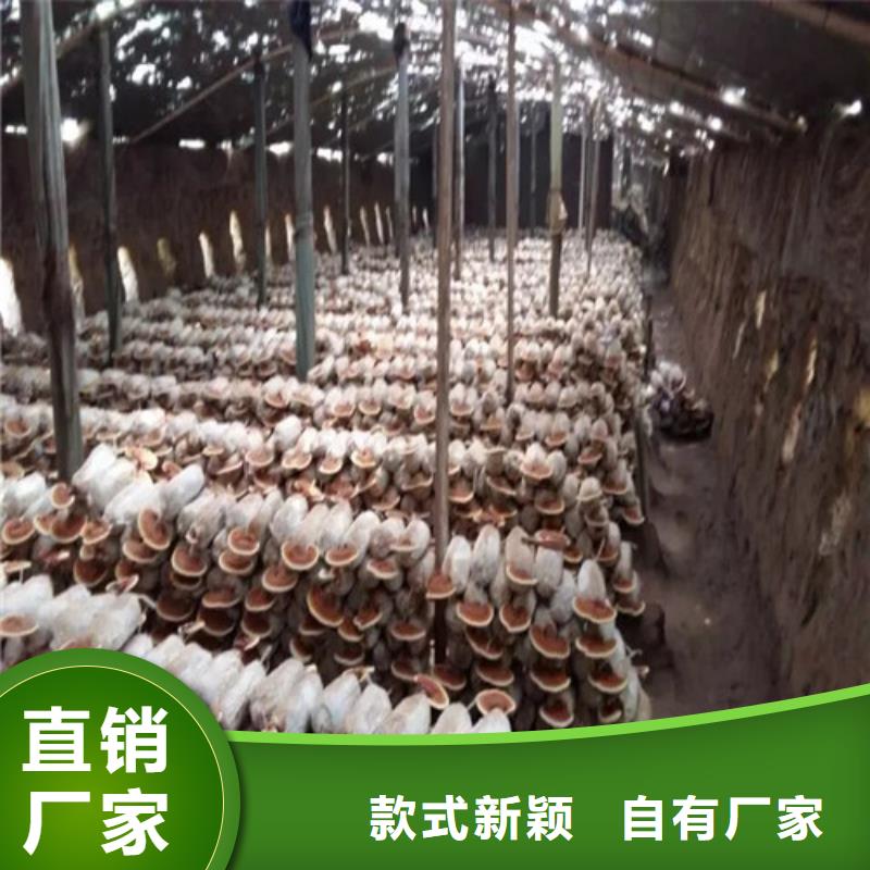 值得信赖的
灵芝超细粉生产厂家