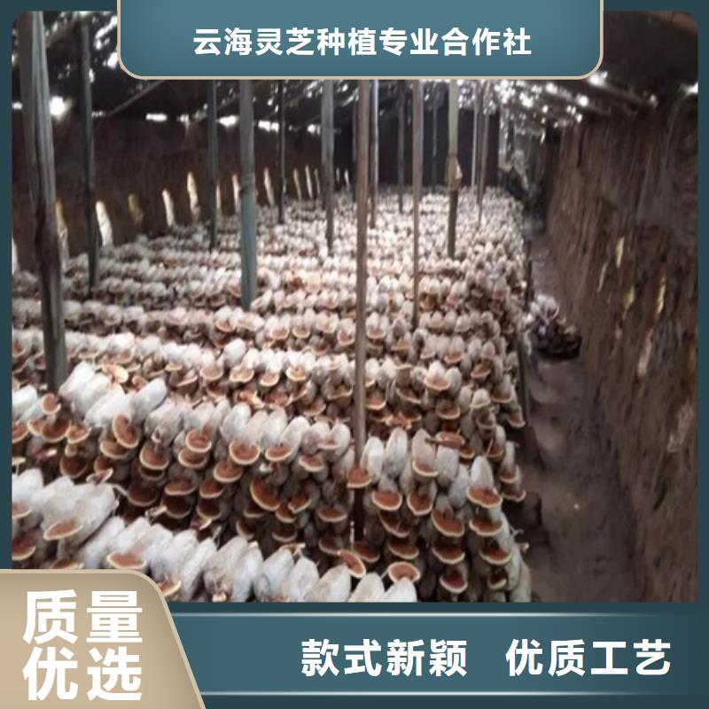 库存充足的煲汤灵芝厂家
