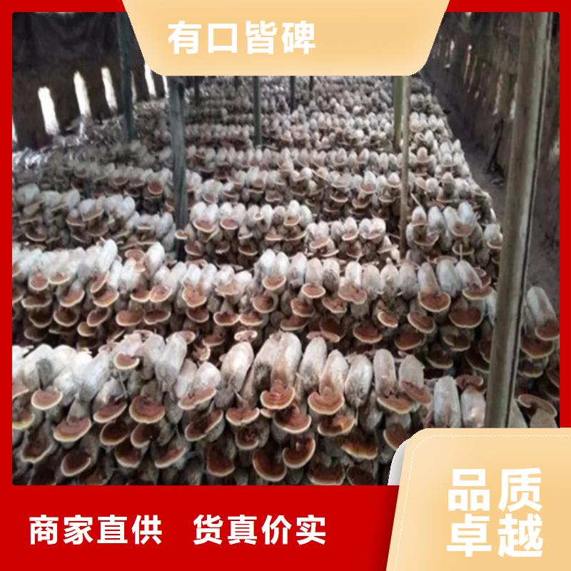 
孢子灵芝_来电咨询