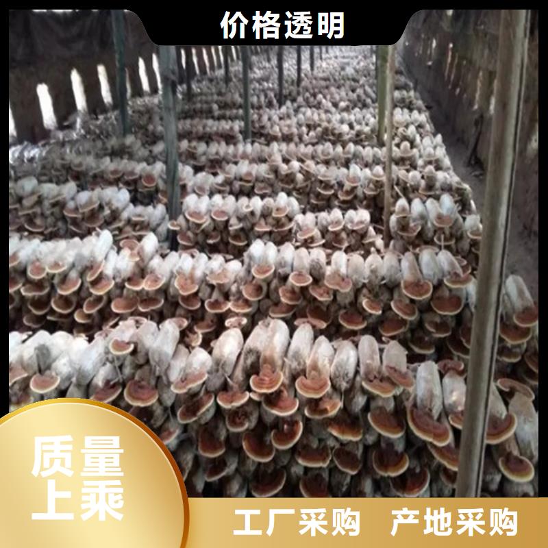 灵芝粉、灵芝粉生产厂家-欢迎新老客户来电咨询