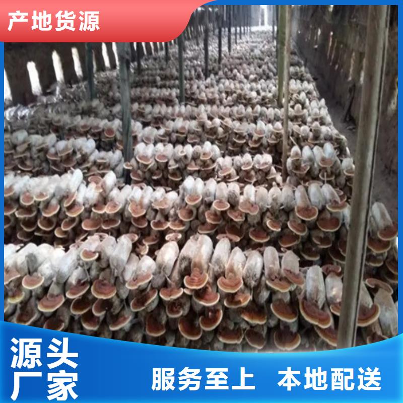 灵芝孢子粉质量靠谱