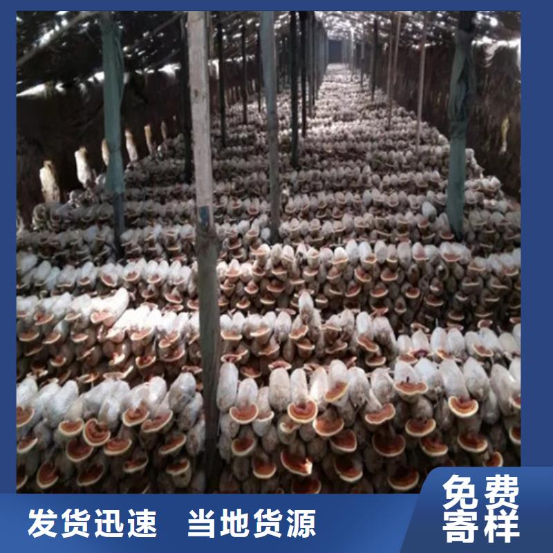 班戈椴木灵芝市场报价