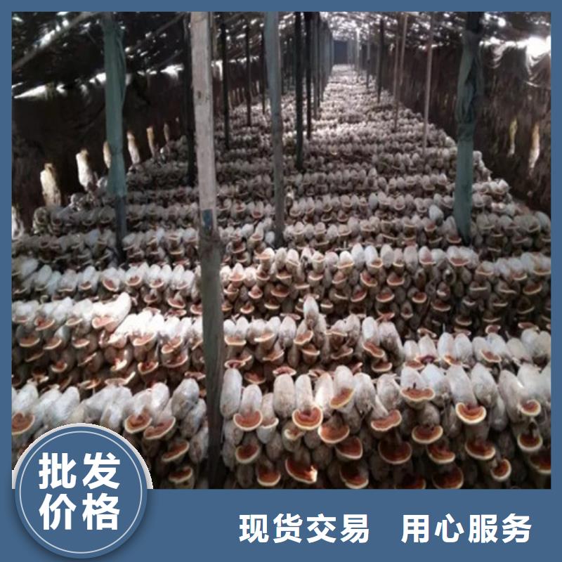 灵芝超微粉大厂家才可靠