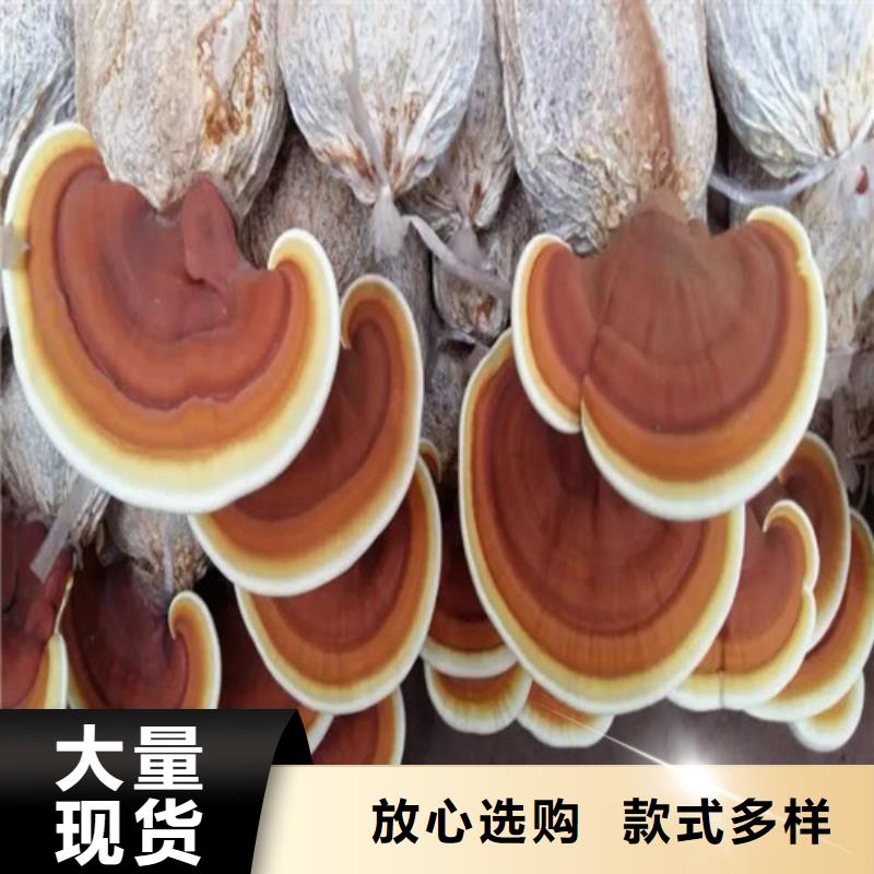
孢子灵芝精选厂商