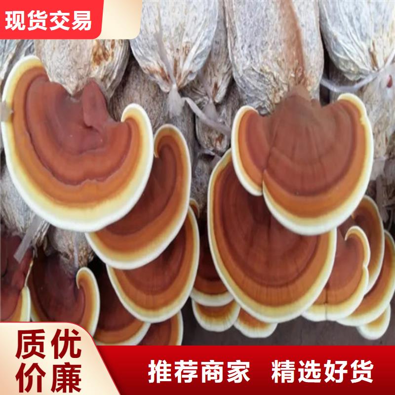 当地灵芝孢子粉生产厂商