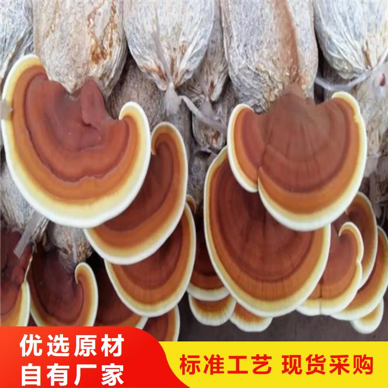 灵芝粉惊喜价格