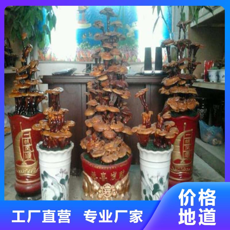 养生灵芝本地供应商