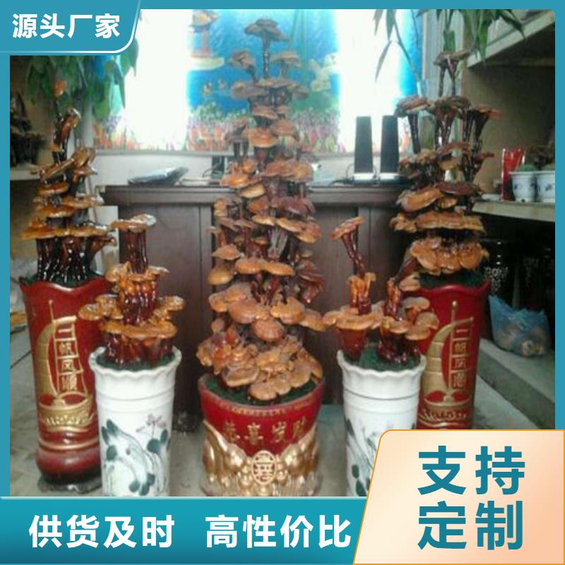 灵芝白头生产厂家_10年经验