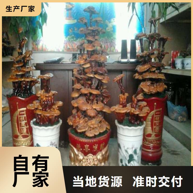 
灵芝孢子粉厂家-认准云海灵芝种植专业合作社