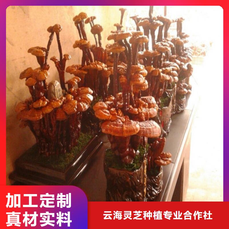 
孢子灵芝行情报价