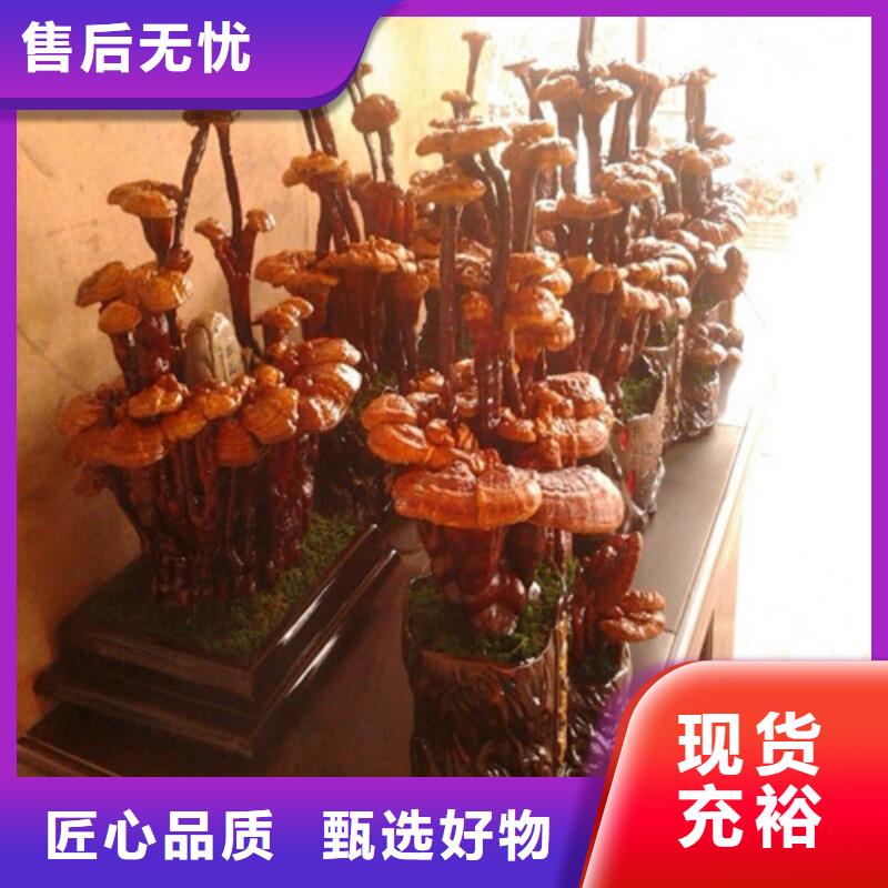 
灵芝孢子粉、
灵芝孢子粉生产厂家-