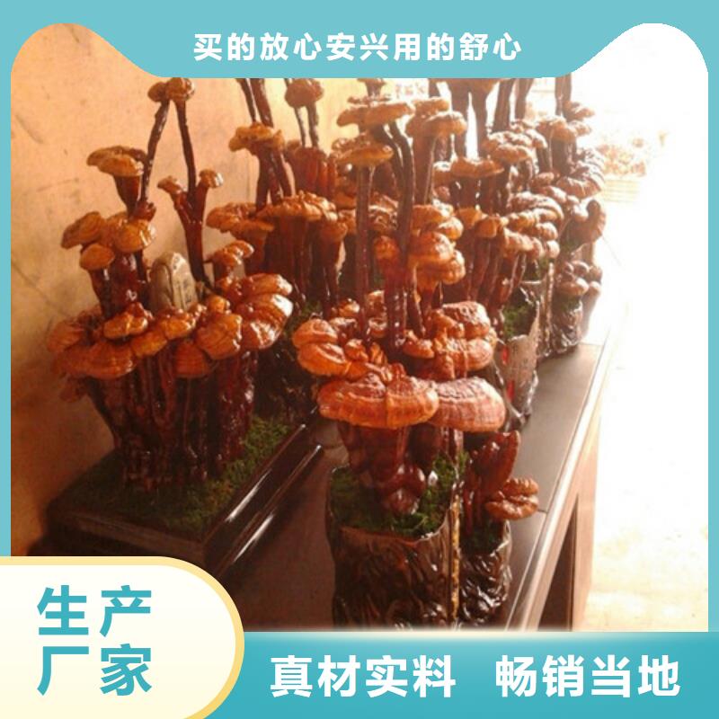 灵芝菌丝可随时发货
