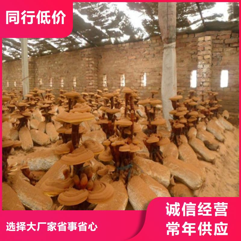 灵芝菌丝用途广