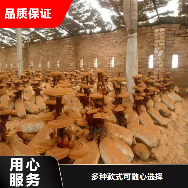 性价比高的
孢子灵芝